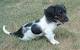 Black Long Haired Dachshund