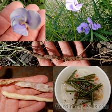 Image result for Vigna vexillata