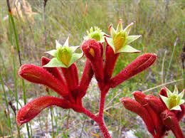 Anigozanthus Flower Tea Best Flower Wallpaper