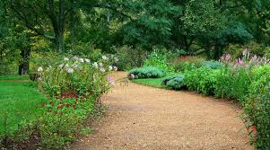 In addition to its culinary applications, this plant also has a long history of medicinal use, as well as use in animal feed and as a soil building cover crop. Laying A Gravel Path Uk Diy Projects