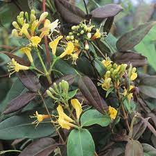 Young leaves are copper red. Geissblatt Henryi Immergrun Online Kaufen Clematisonline De