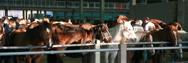 Pferd anatomie, beschreibung und erklärung der fachmännischen bezeichnungen des pferdekörpers. Tiermarkte In Spanien Animals Angels