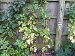 Find & download the most popular yellow raspberry photos on freepik free for commercial use high quality images over 9 million stock photos. Summer Raspberry Plant Leaves Turning A Pale Yellow With Some Brown Patches Problem The Grapevine