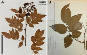 Image result for Dialium