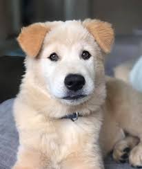 Why is my pet's nose and lips turning pink?