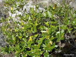 Image result for Schrebera trichoclada