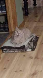 Cursed Cat Images Cats Cat Memes Crazy Cats