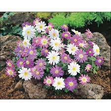 Shop Garden State Bulb 30 Pack Blanda Anemone L15027 At Lowes Com