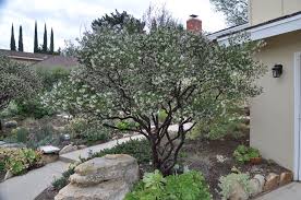 Arctostaphylos Densiflora Howard Mcminn Large Yard Landscaping Front Yard Plants Backyard Trees