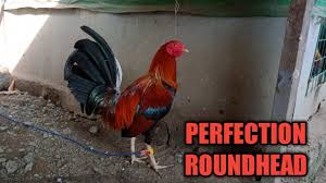 We did not find results for: Allen Roundheads For Sale 08 2021