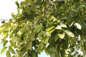 Image result for Pterocarpus