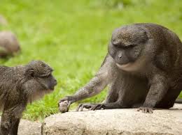 Allen's swamp monkey (allenopithecus nigroviridis) named n'ne born july 2017. Allen S Swamp Monkey Oregon Zoo