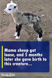 Mama Sheep Got Loose And Five Months Later She Gave Birth To This Creature Cuddly Animals Cute Baby Animals Baby Animal Videos