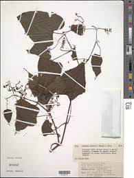 Image result for Cissus humbertii