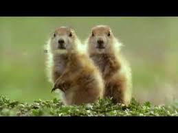 Very Funny Talking Animals From The Bbc Youtube Funny Animals Talking Animals Talking Animals