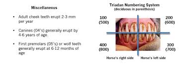 young horse dentistry midwest veterinary dental services