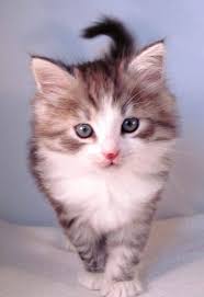 A muscular cat that looks like a hunter. Siberian Cat Cat Breeders California Kittysites Com