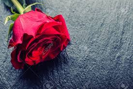 Rosa. Rosas Rojas. Ramo De Rosas Rojas Varias Rosas En El Fondo De Granito.  Día De San Valentín, Fondo Del Día De La Boda. Pétalos De Rosa Y Corazones  Cajas De Regalo