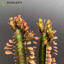 Image result for Euphorbia kilwana