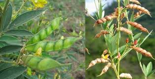 Image result for Cajanus cajan