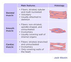 Structure Of Three Basic Muscle Types Muscle System Mcat Content