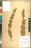 Image result for Clutia hirsuta