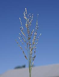 Image result for Panicum repens