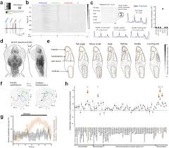 Multiple Overlapping Hypothalamus Brainstem Circuits Drive