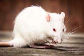 Les Bons Produits Pour Se Debarrasser Des Souris