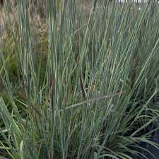 Image result for Schizachyrium sanguineum