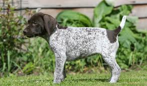 They adapt well to hunting and companion status. German Shorthaired Pointer Dog Breed Information