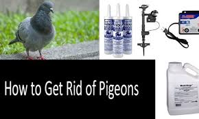 That is why cities are their natural habitat. How To Get Rid Of Pigeons Top 8 Pigeon Repellents And Deterrents