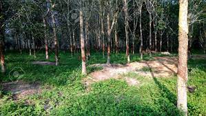 Harvesting rubber from the tree by a process called tapping. A View Of Rubber Plantation At Malaysia Stock Photo Picture And Royalty Free Image Image 125404693