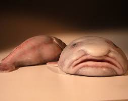 Blobfish Australia The Worlds Six Most Bizarre Animals Ocean Creatures Bizarre Animals Blobfish