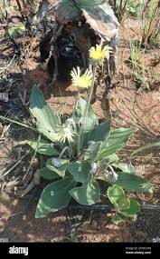 Image result for Haplocarpha scaposa