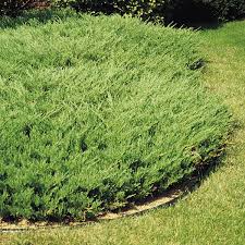 Image result for Juniperus