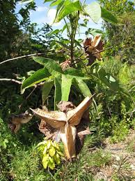 Image result for Gossypium barbadense