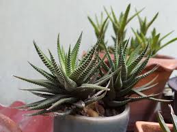 How to make a cactus grow faster. Haworthia Care Tips For Growing Haworthia Window Leaved Plants