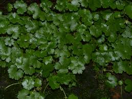 Image result for Hydrocotyle sibthorpioides