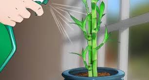 The stems may be submerged in water and pebbles, gravel, marbles, or even colorful gels. How To Take Care Of Lucky Bamboo 12 Steps With Pictures