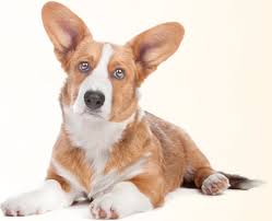Corgi puppies and dogs in texas cities. Cardigan Welsh Corgi