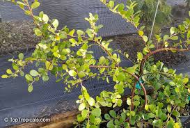 Image result for Maytenus