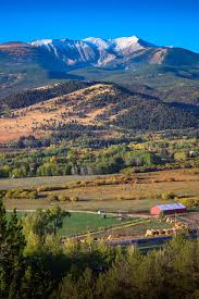 Image result for Harungana montana