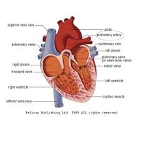 Pin On Bio 12 Circulatory Project