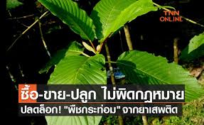 รมว.ยุติธรรม เตือน พืชกระท่อมยังใช้เสรีไม่ได้แม้ผ่านสภาแล้ว คาดมีผลสมบูรณ์ตามขั้นตอนประมาณ มิ.ย. Ygnkzuxlj2xhqm