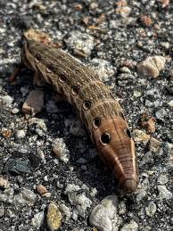 Image result for Ozoroa nigricans