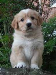 Border Collie Retriever Mix The Dog Wallpaper Golden Retriever Collie Mix Collie Dog Dogs Golden Retriever