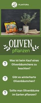 Olivenbaum Der Mediterrane Baum Im Garten Plantura Olivenbaum Pflanzen Garten