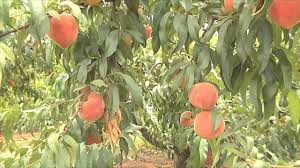 We offer beautiful trees in fruiting size or planting fruit trees in your yard can completely transform a barren landscape into one teeming with. Georgia Peach Growers Track Chill Hours For 2018 Crop Youtube