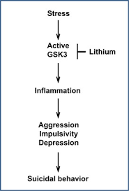 Can you take them together? Inflammation And Lithium Clues To Mechanisms Contributing To Suicide Linked Traits Translational Psychiatry
